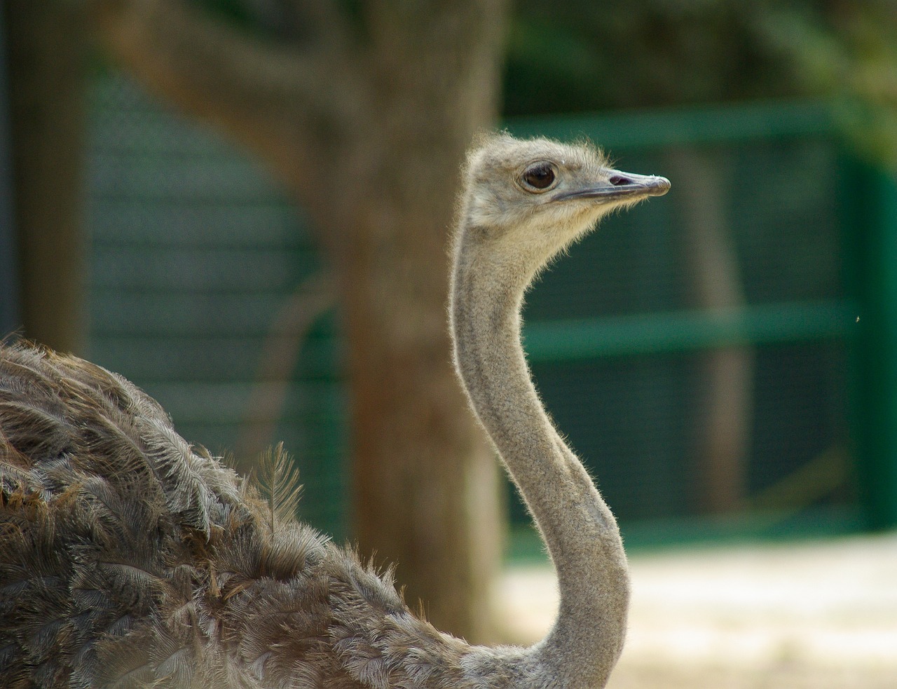 bird ostrich zoo free photo