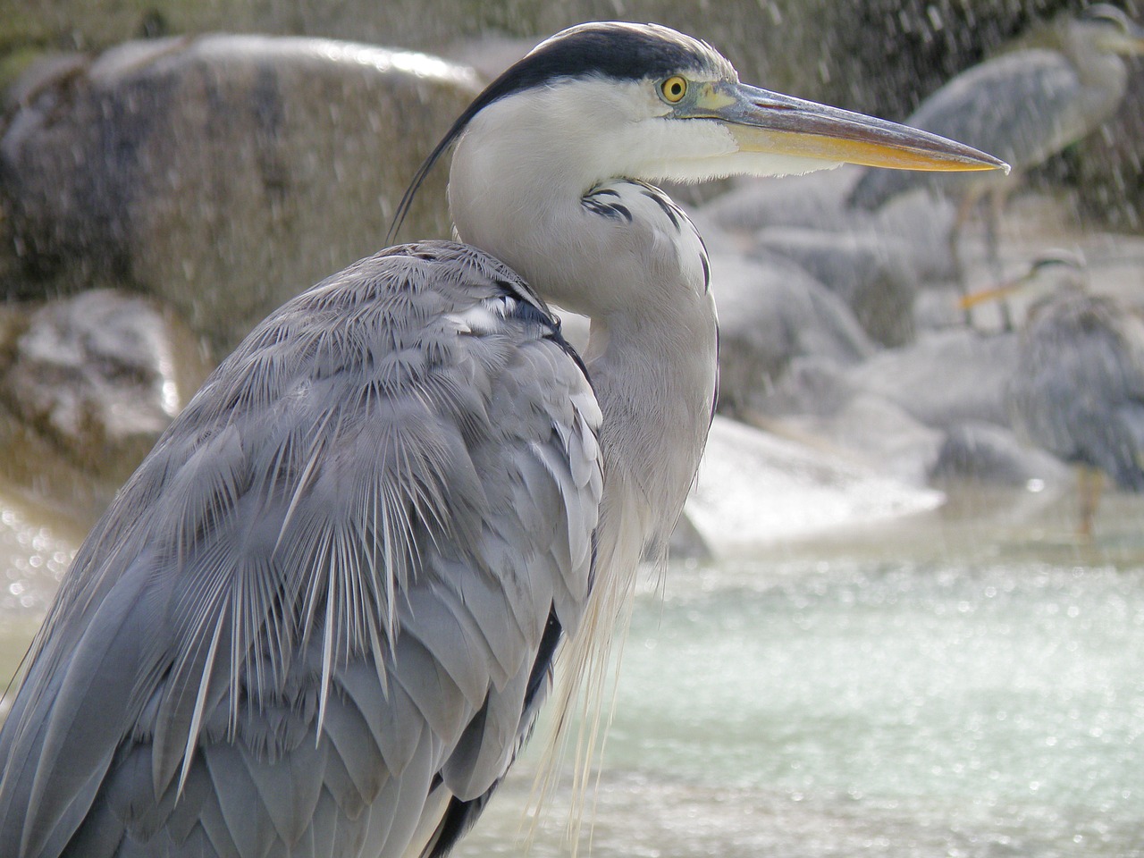 bird heron nature free photo