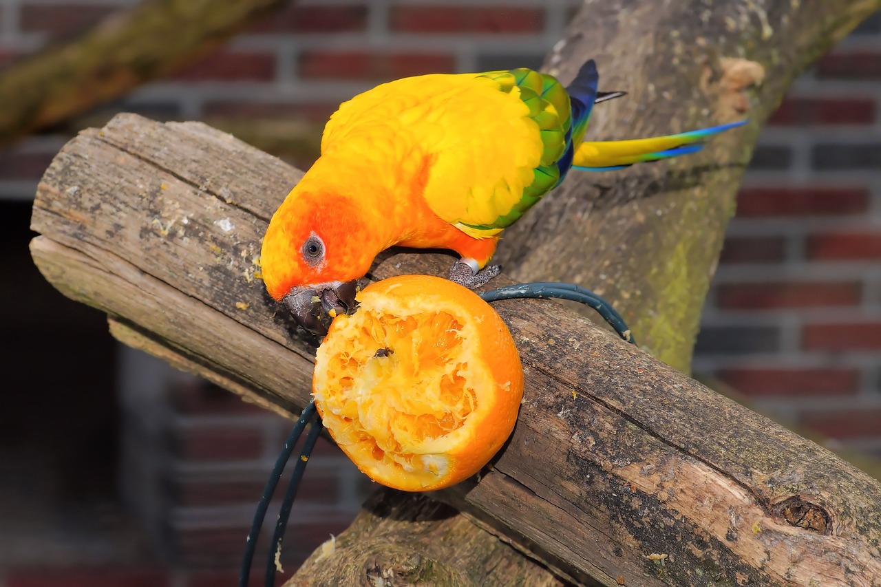 bird parrot colorful free photo