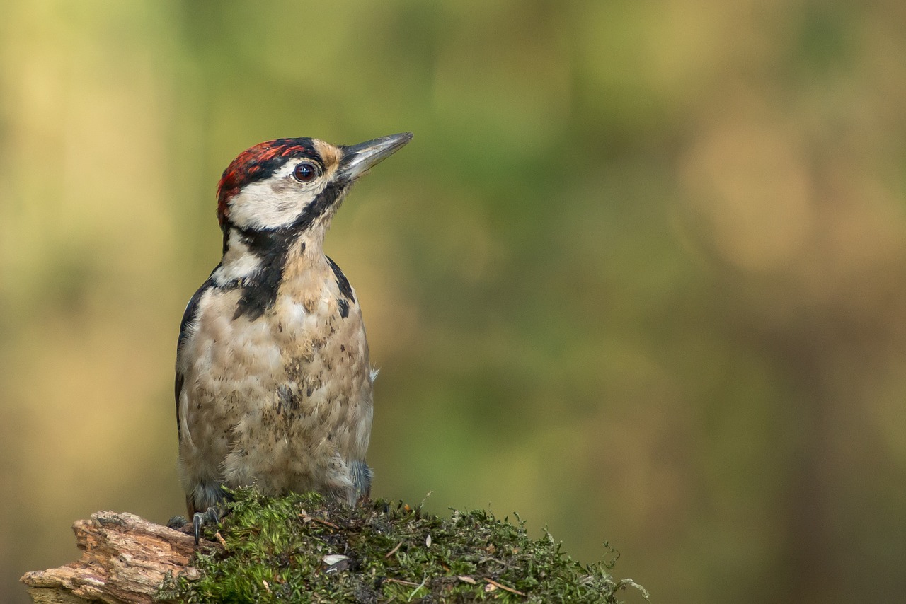 bird animal wildlife free photo