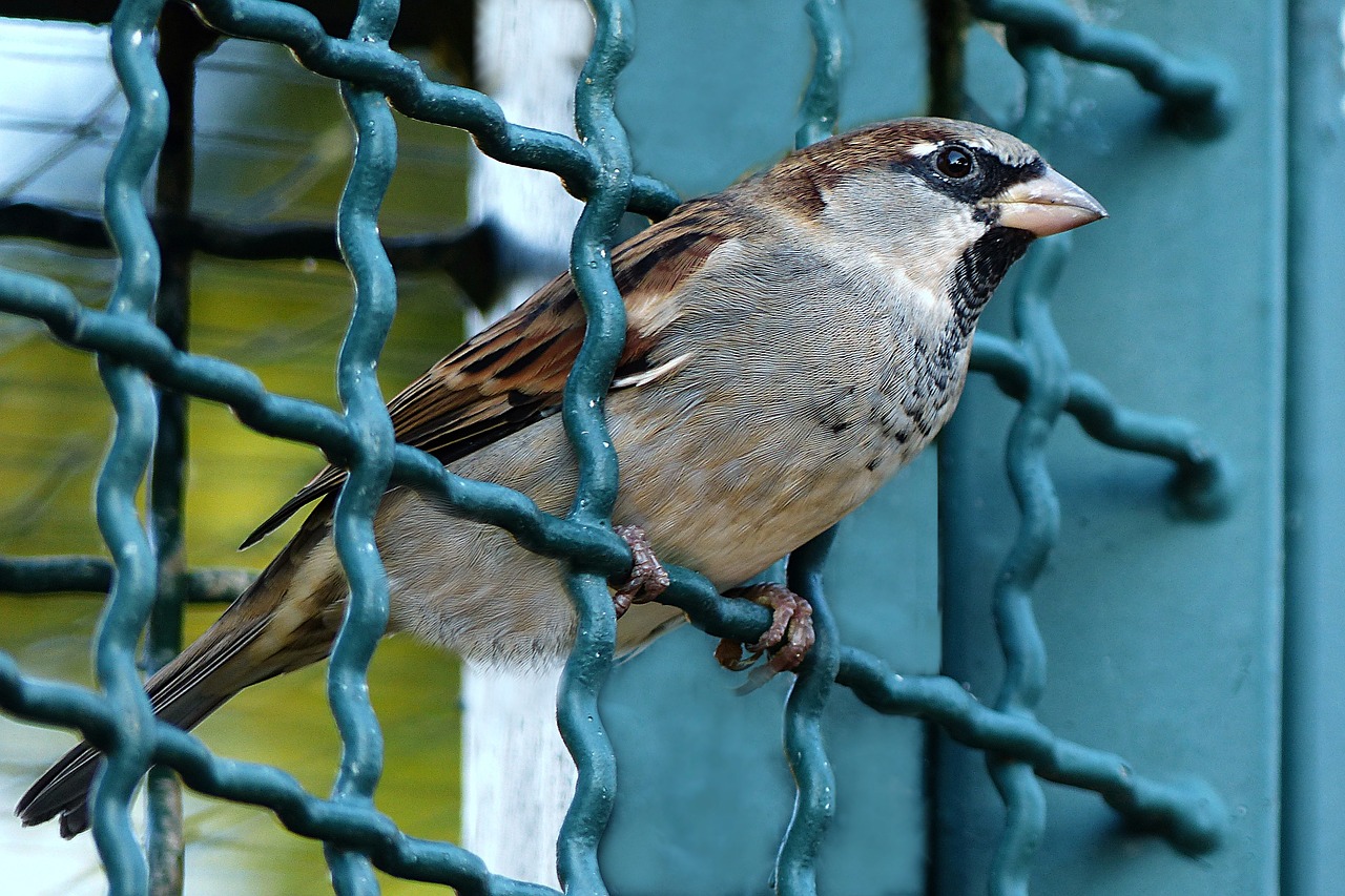 bird sparrow passer domesticus free photo