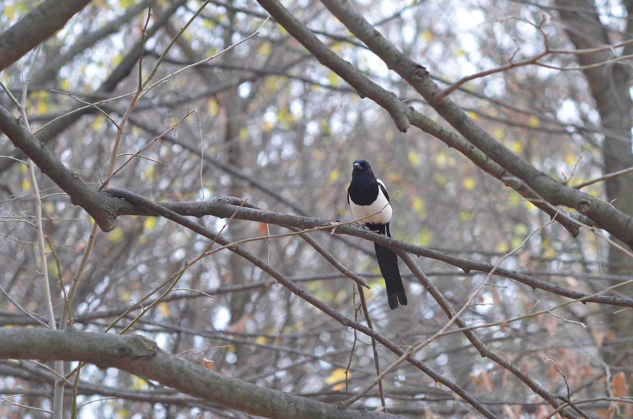 bird magpie autumn free photo