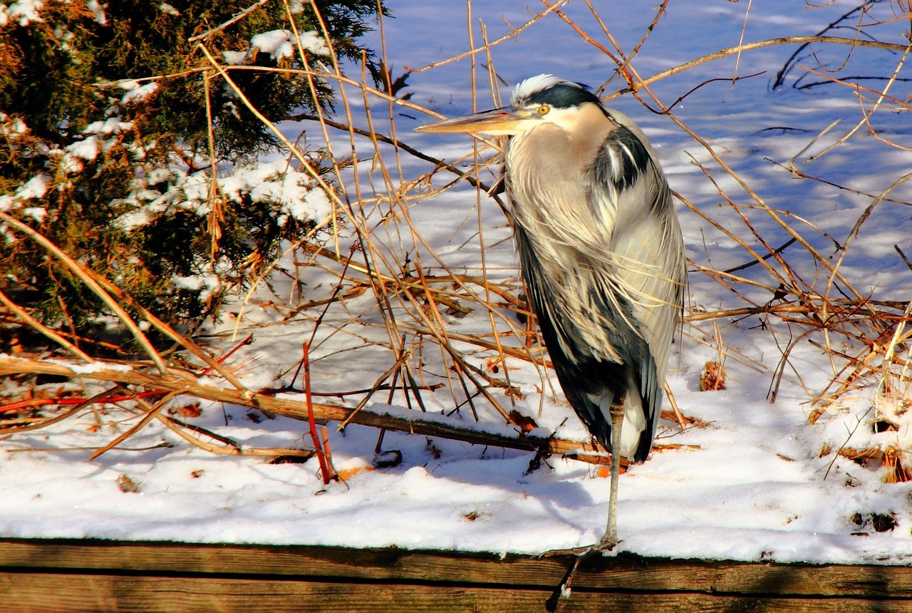 bird stork heron free photo