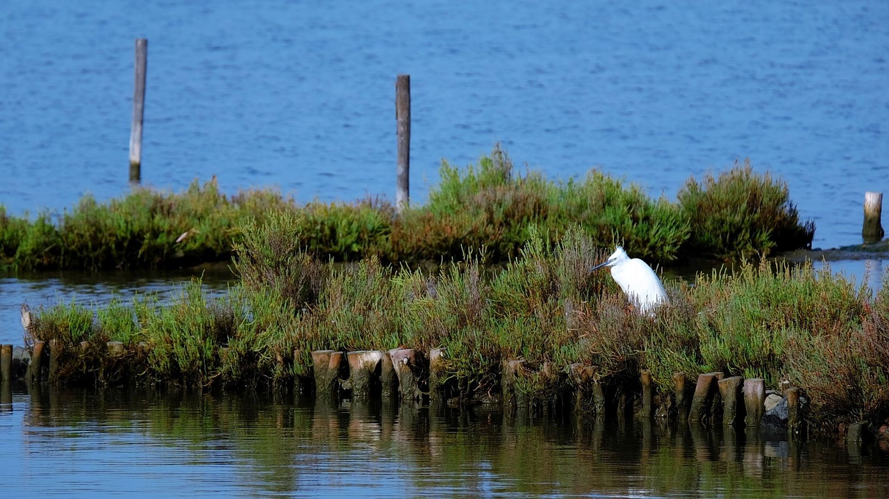 bird heron sea free photo