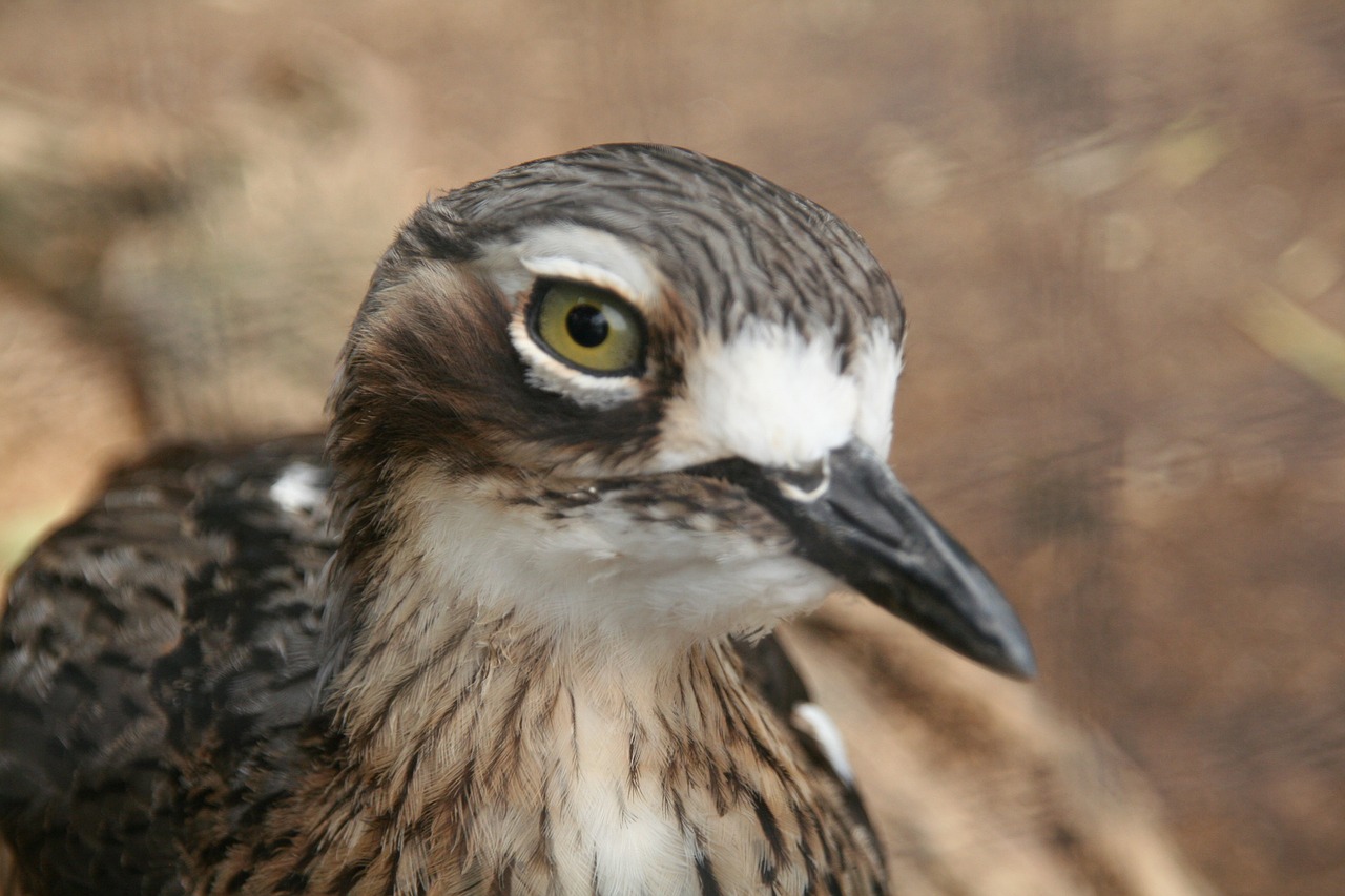 bird eyeball watching free photo