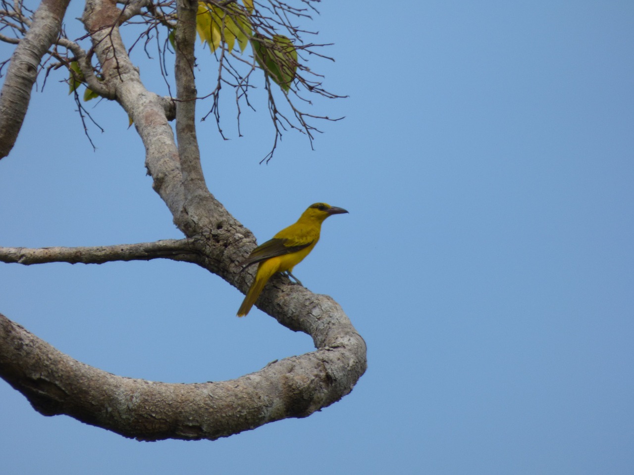 bird yellow perched free photo