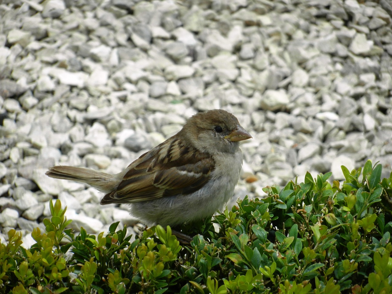 bird birds wings free photo