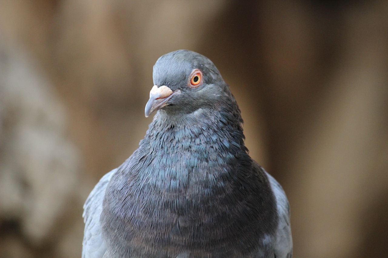 bird dove nature free photo