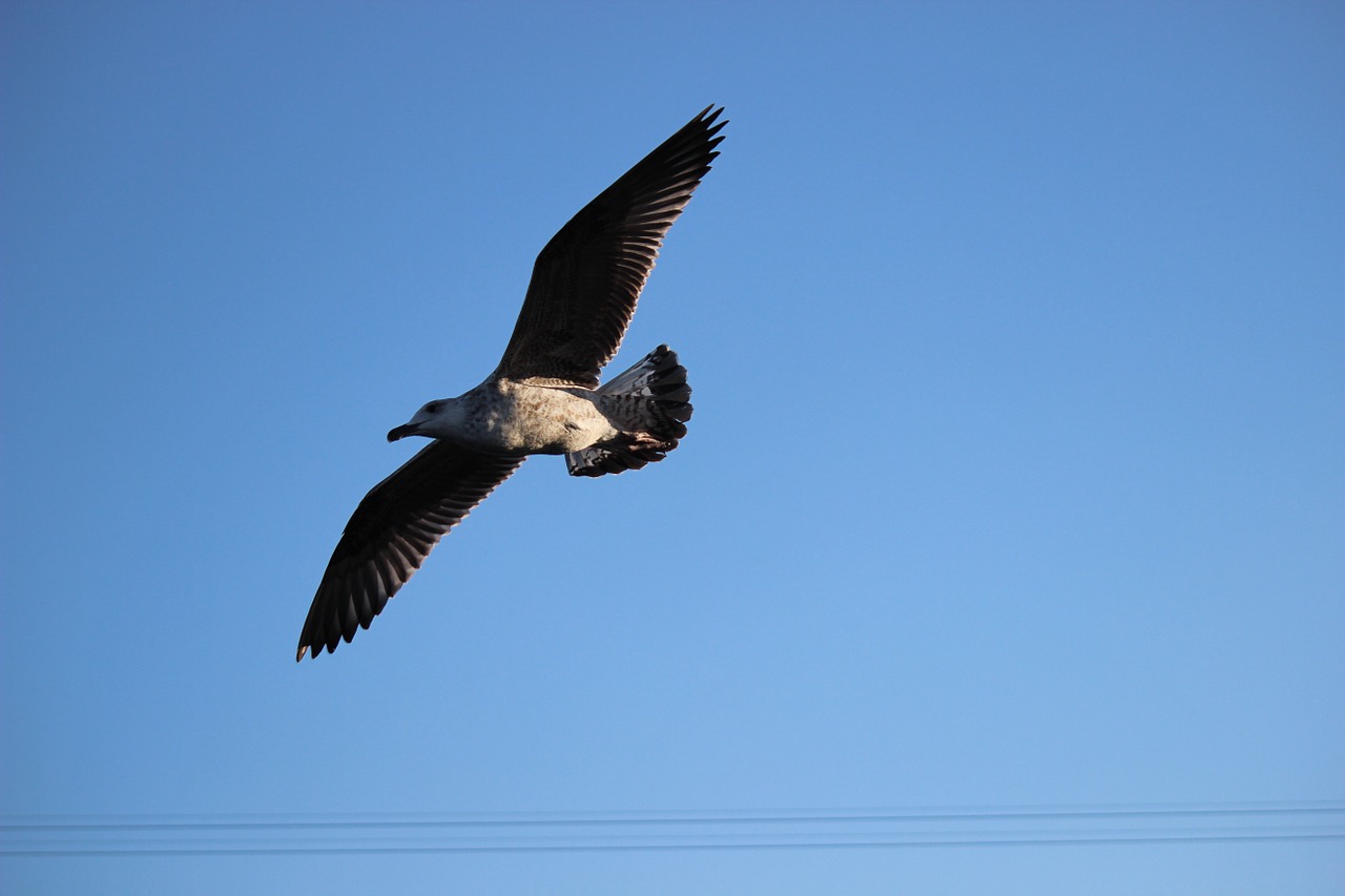 bird fly nature free photo