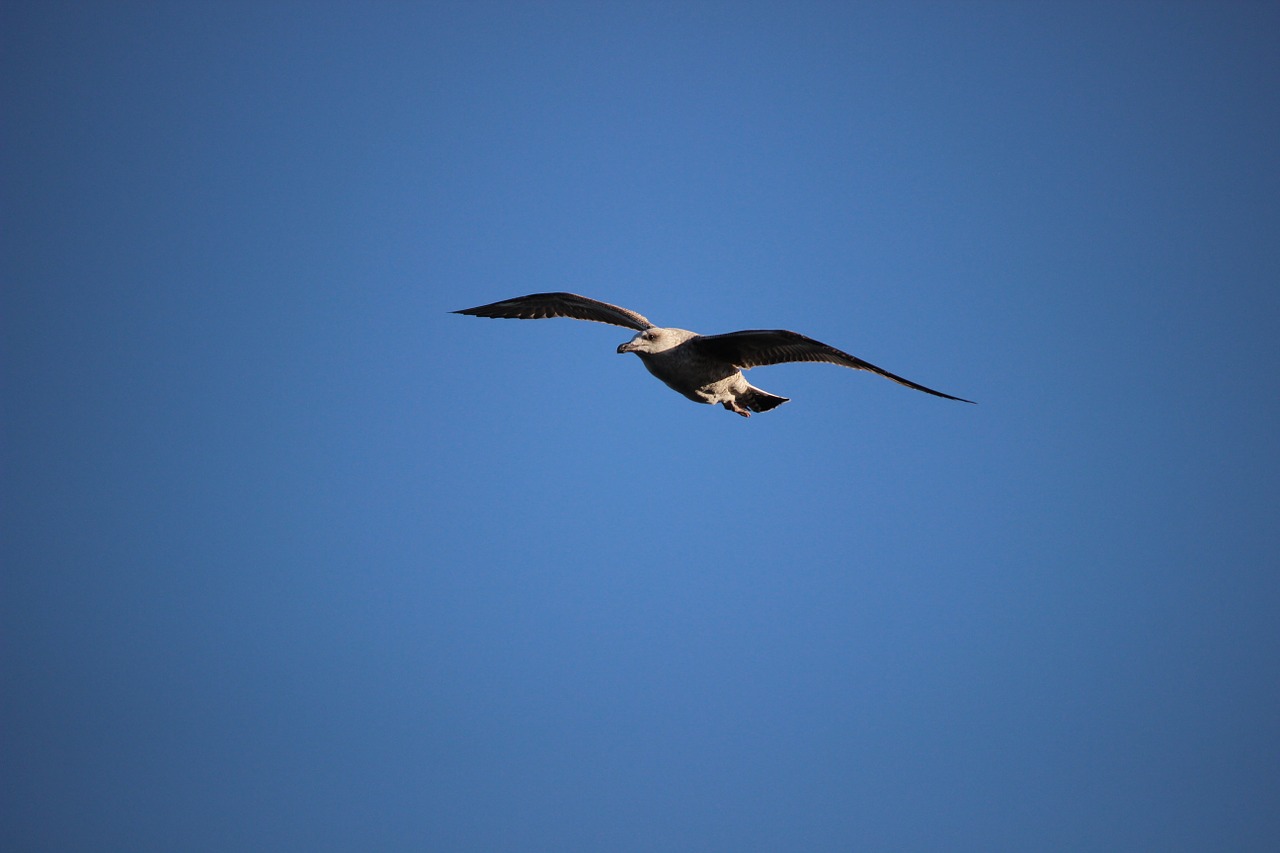 bird fly nature free photo