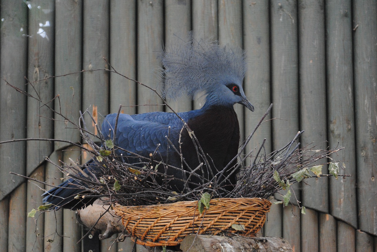 bird exotica feather free photo