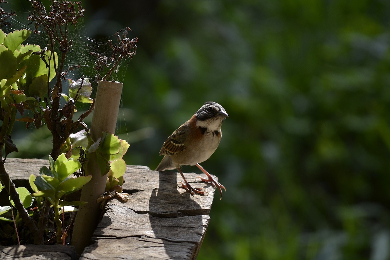 bird nature birdie free photo