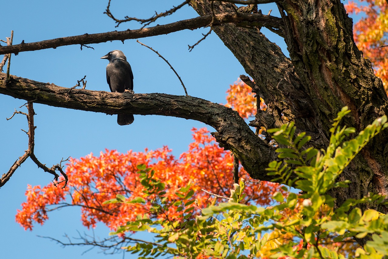 bird nature autumn free photo