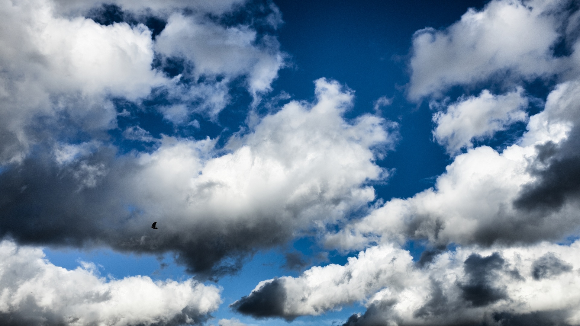 bird clouds blue free photo