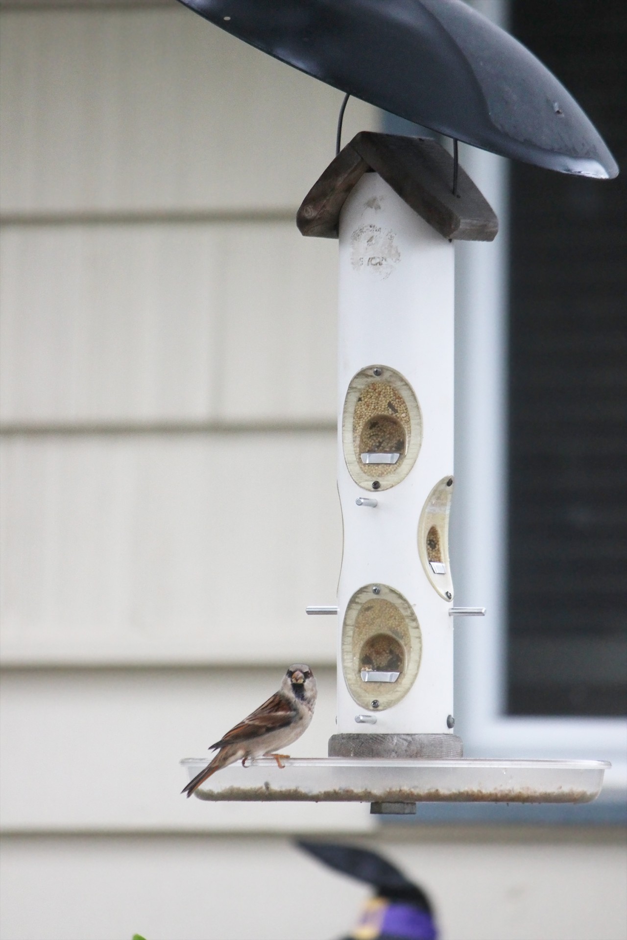 bird feeder small free photo