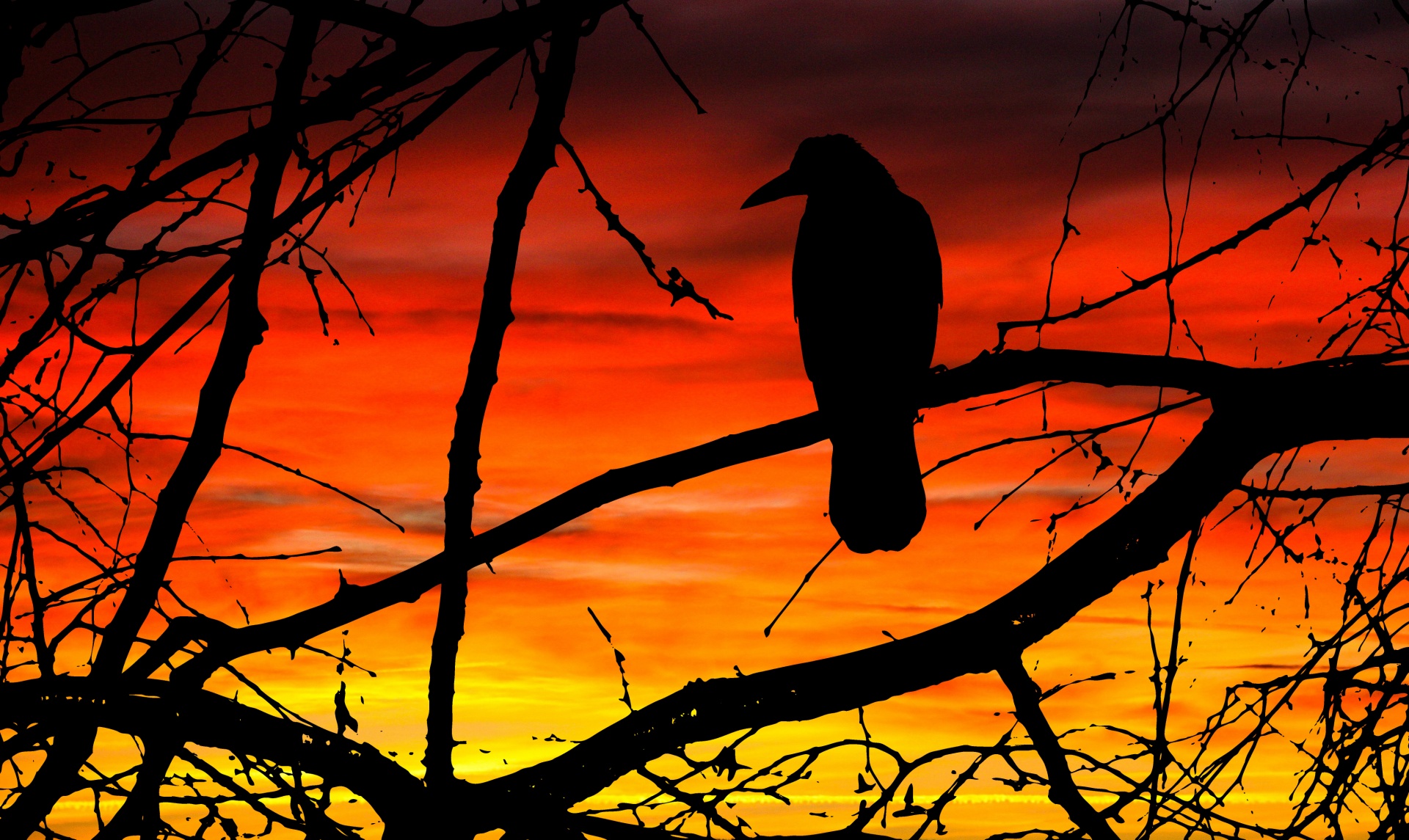 sunset crow bird free photo