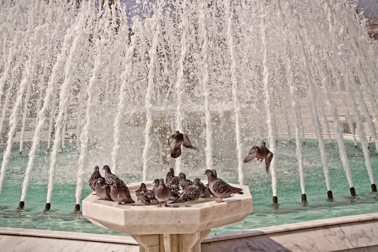bird bath pigeons fountain free photo