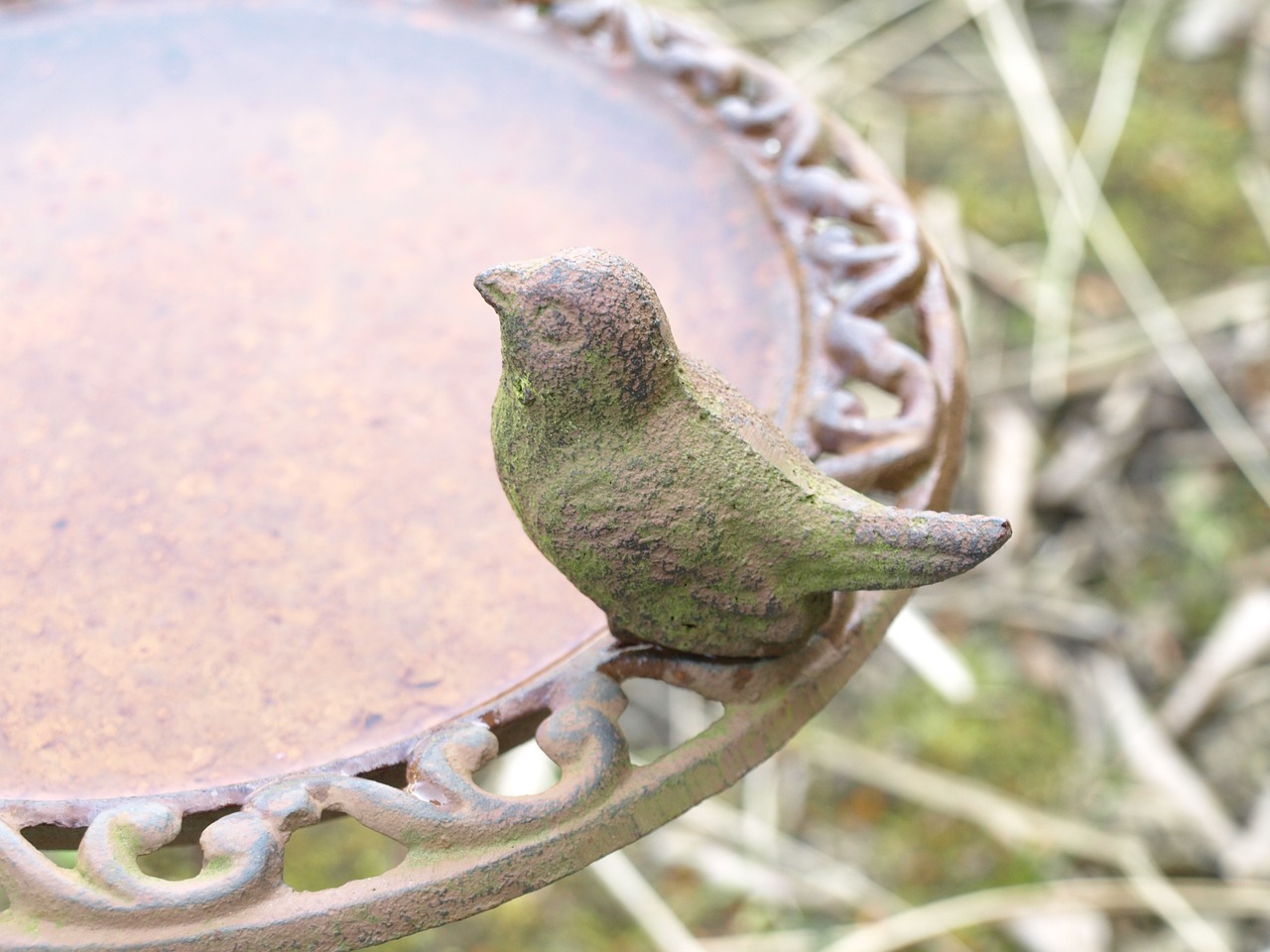 bird bath bird drink free photo