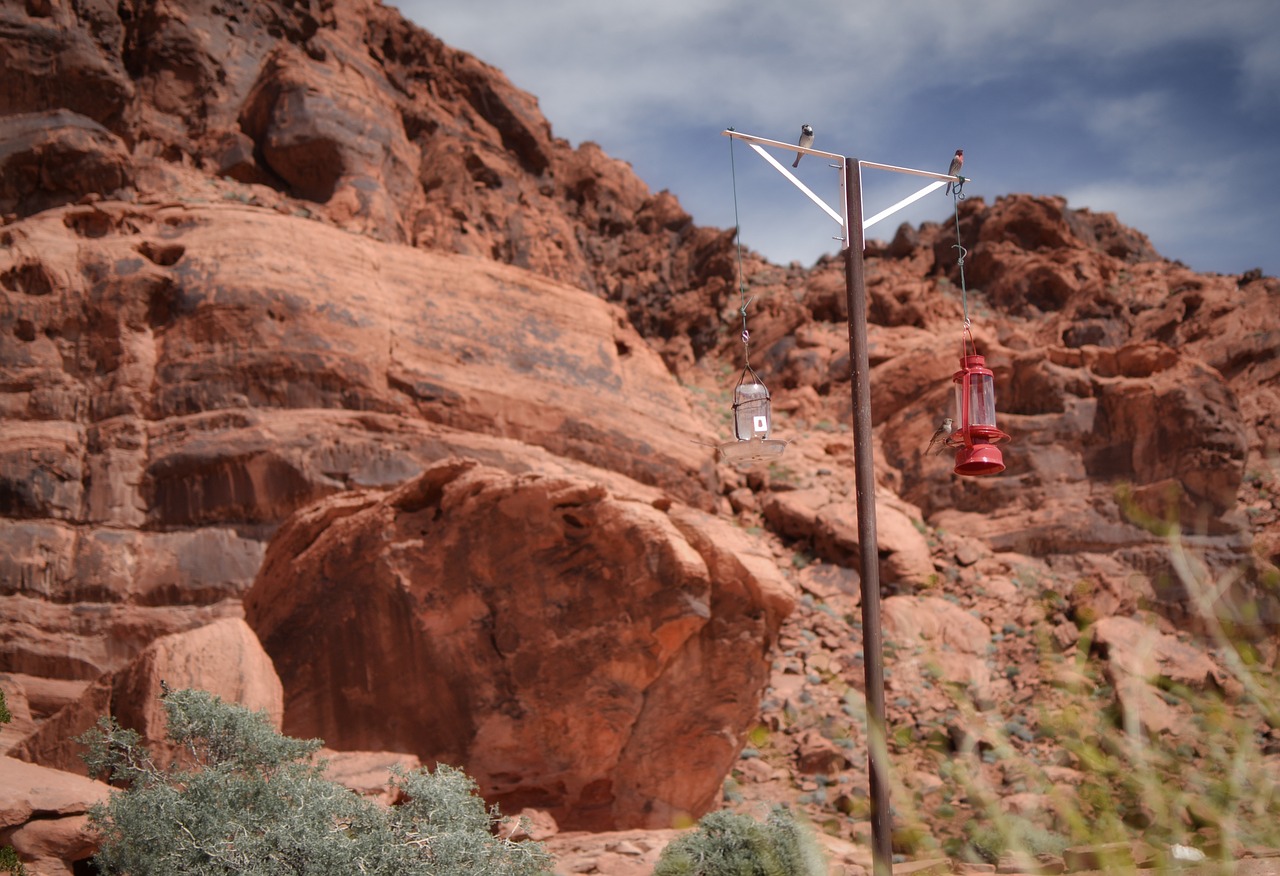 bird bath  desert  rock free photo