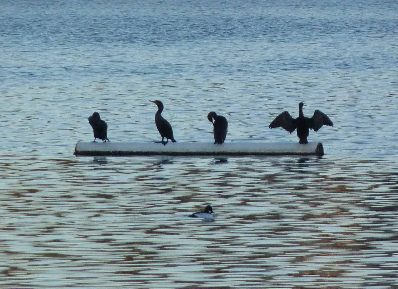 birds ducks bird bathing free photo