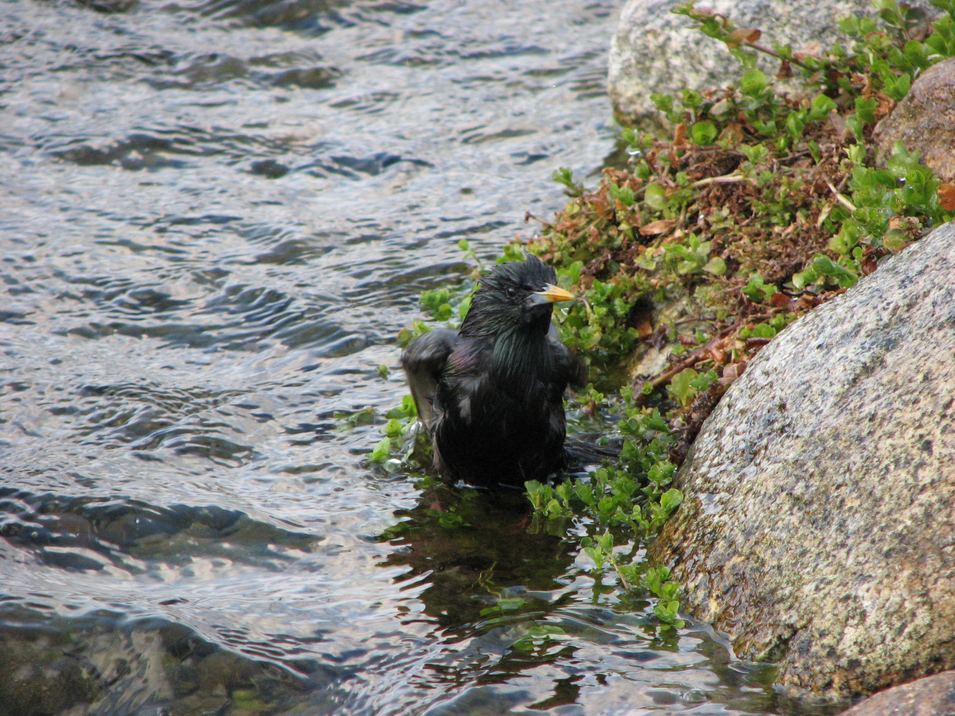 bird nature bird water free photo