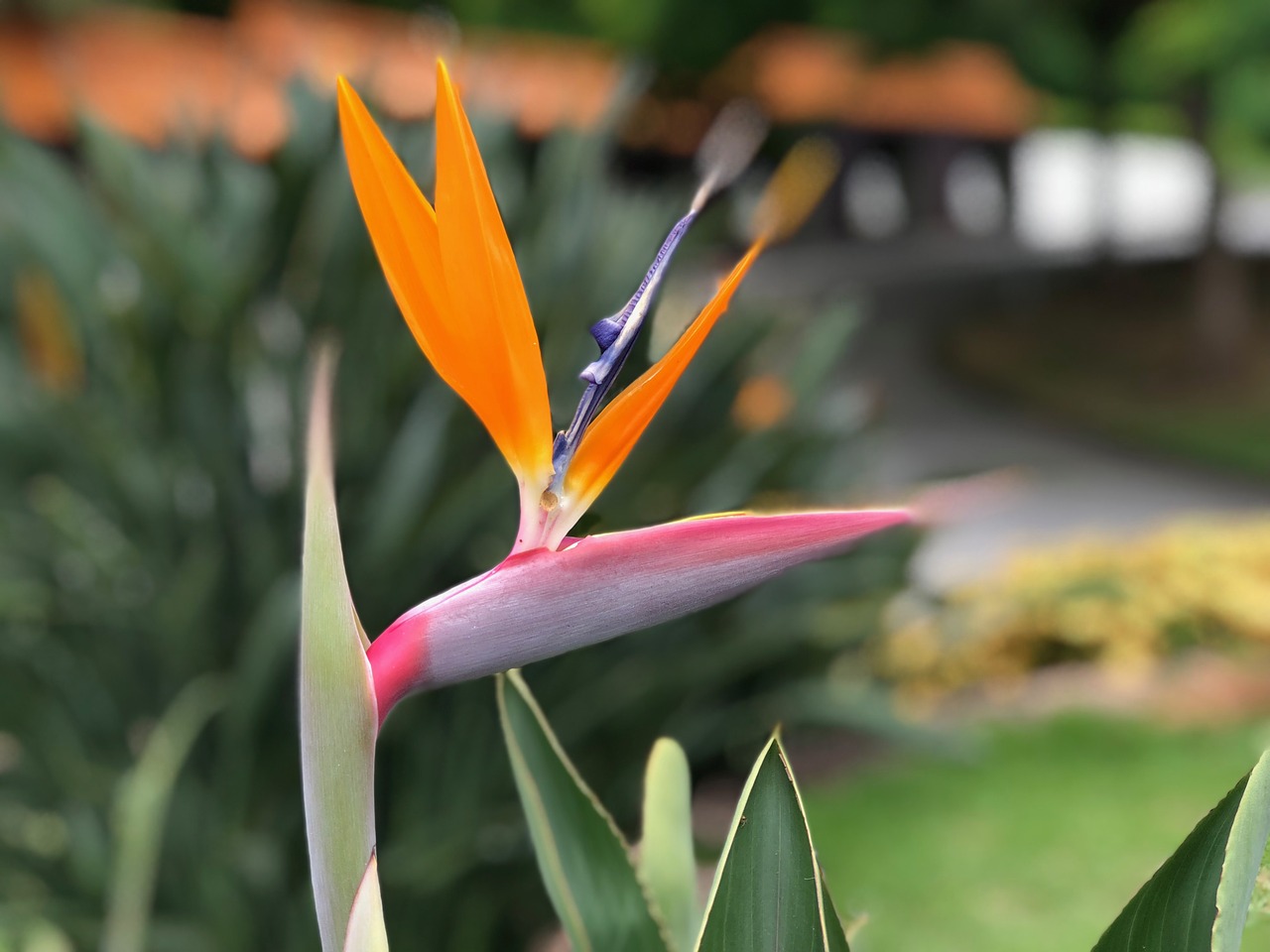 bird birds  flower flowers  plant free photo