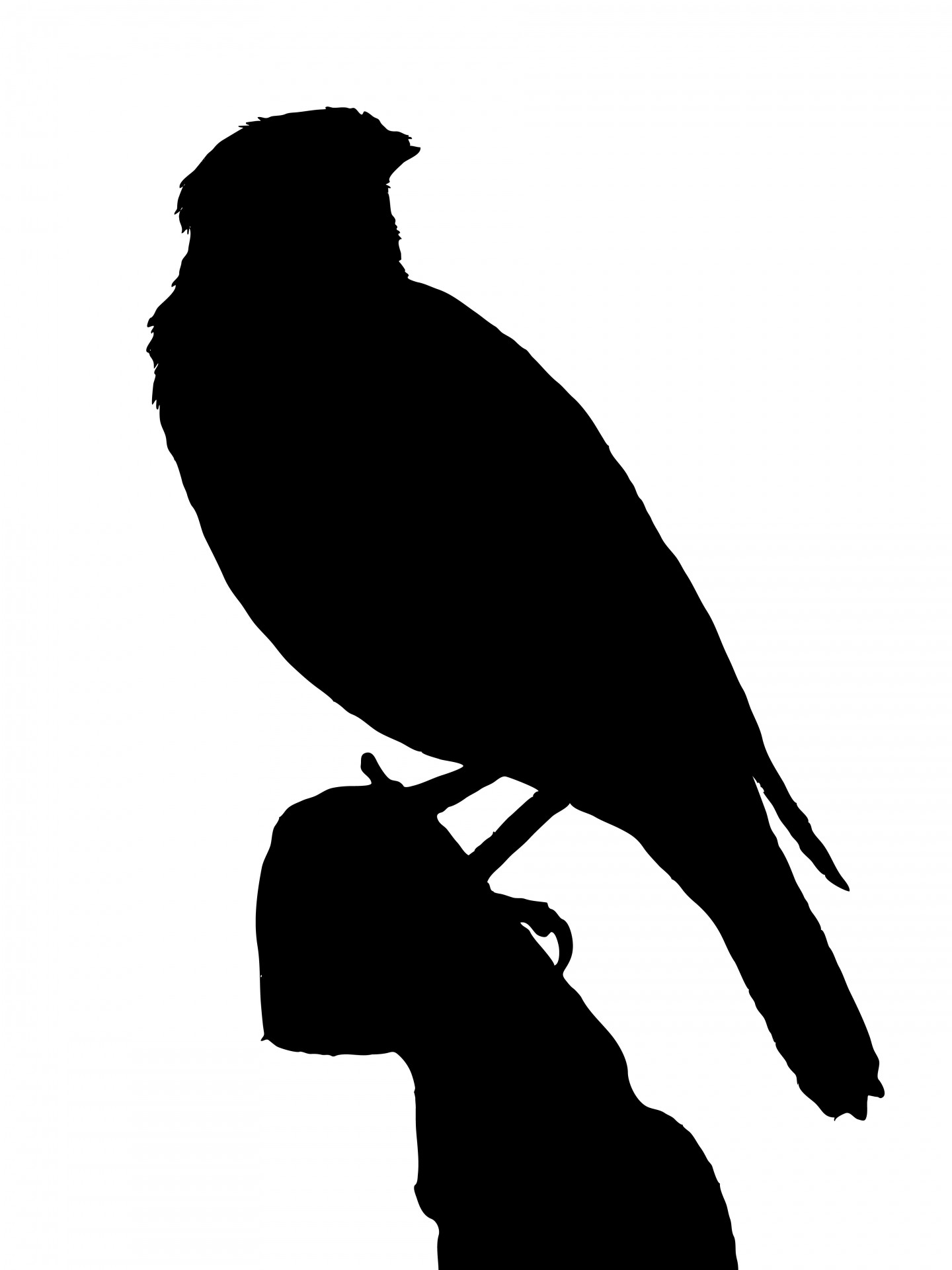 bird black silhouette free photo