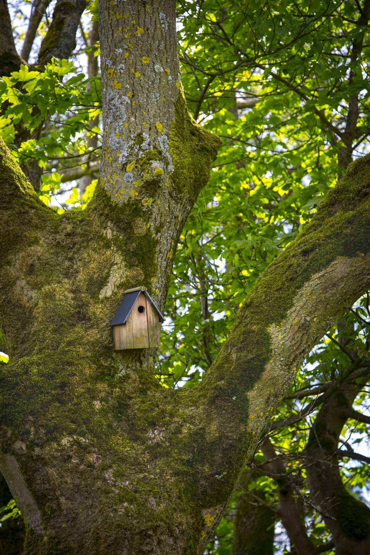 tree bird backgrounds free photo