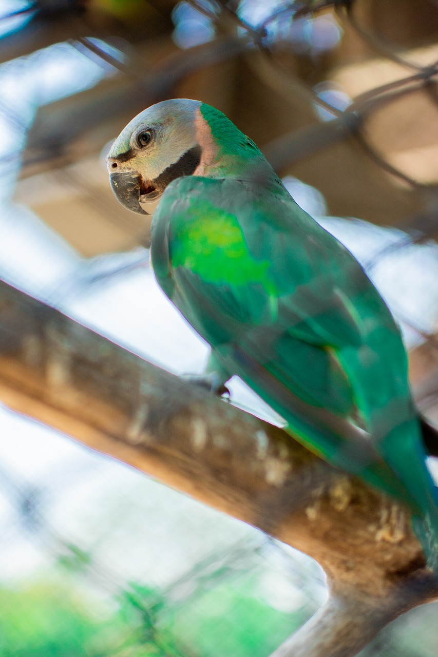 bird branches  colorful birds  feather free photo