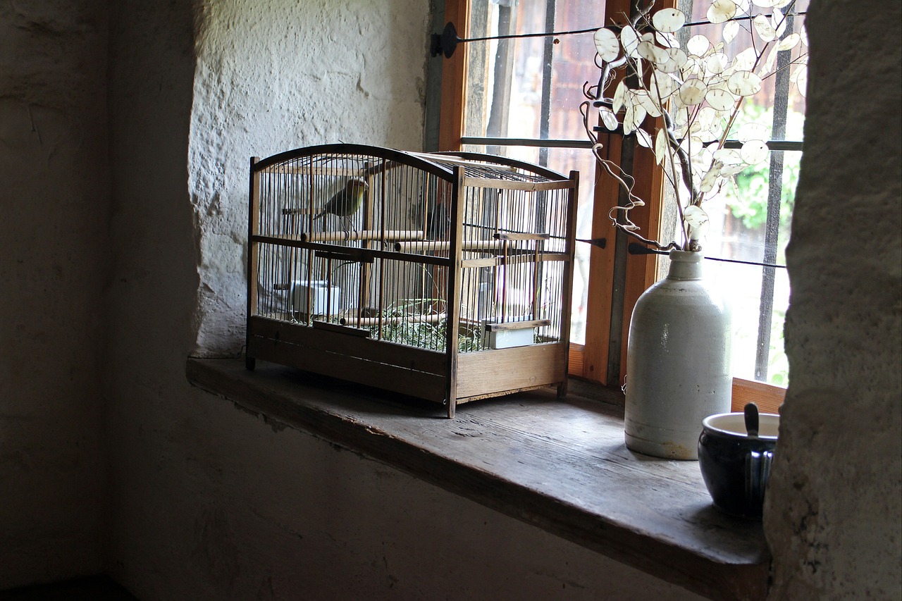 bird cage cage window sill free photo