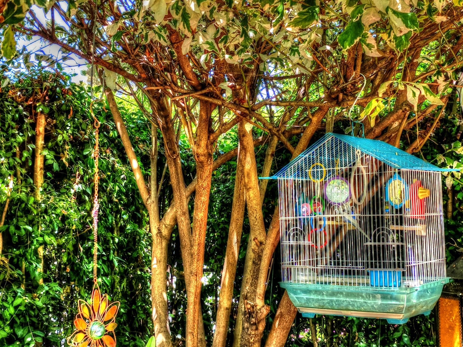 garden patio bird free photo