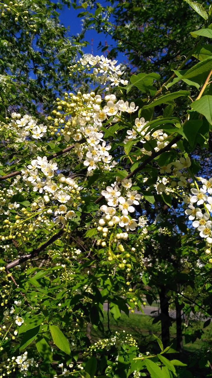 bird cherry may flowers free photo