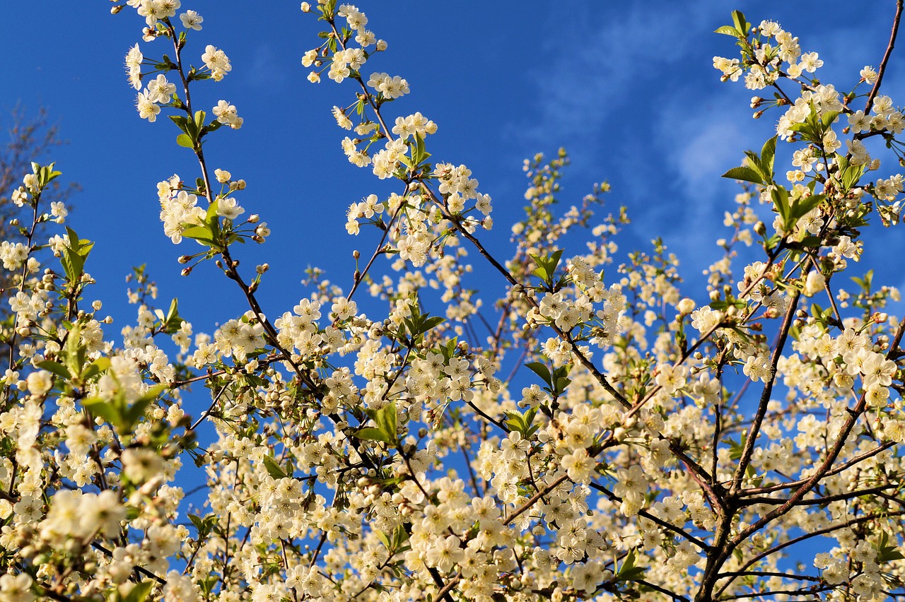 bird cherry prunus avium blossom branches free photo