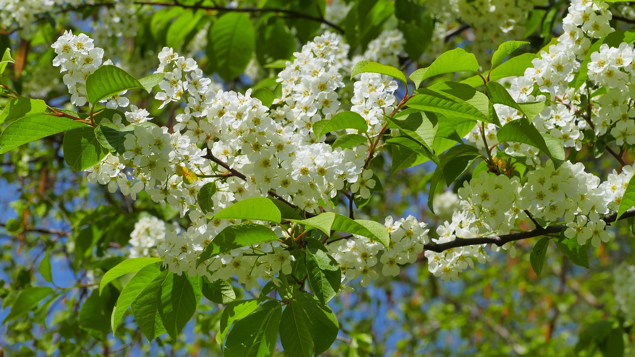 bird cherry  flowers  spring free photo