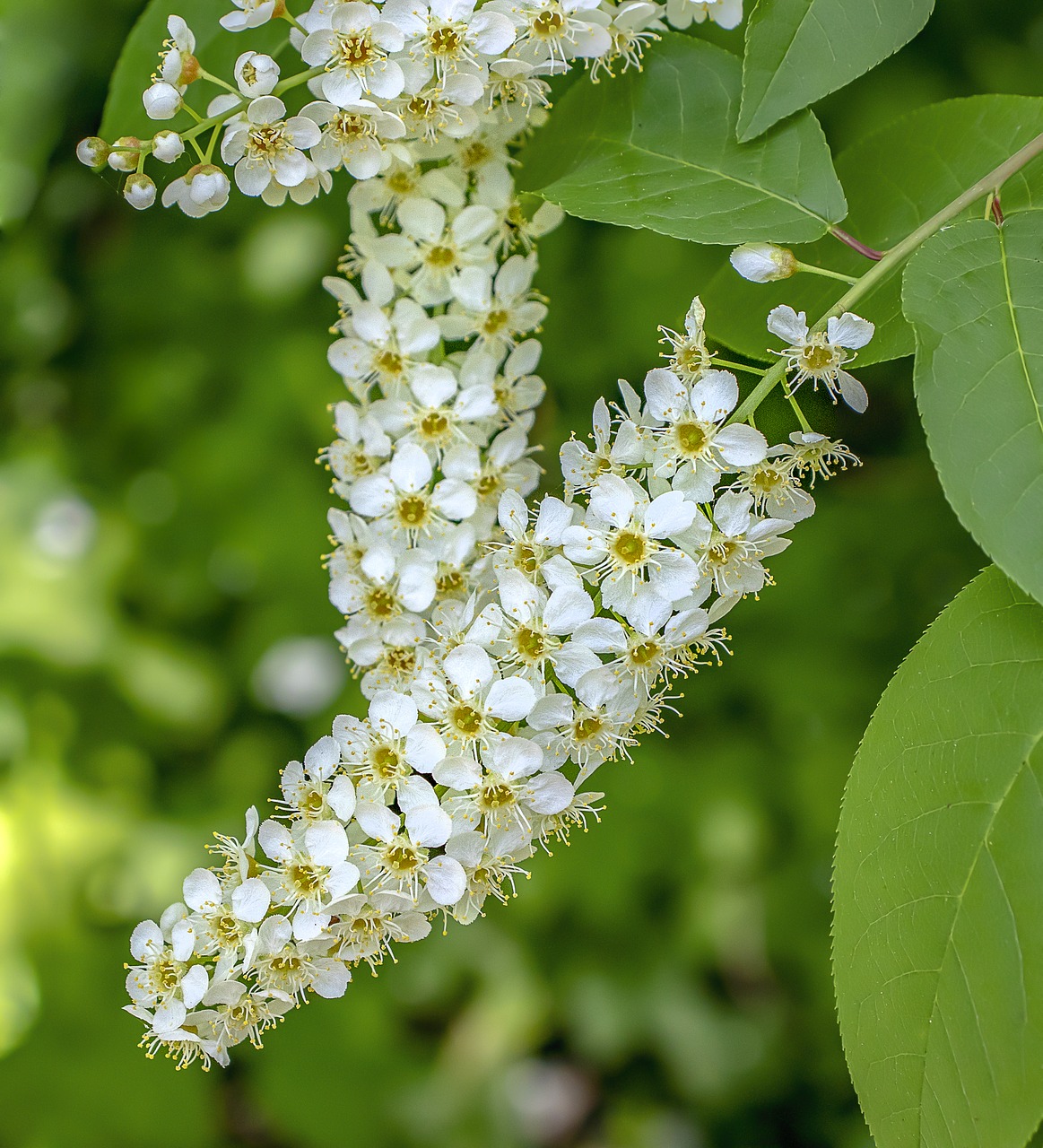 bird-cherry-blossom  wildflower  flowers free photo