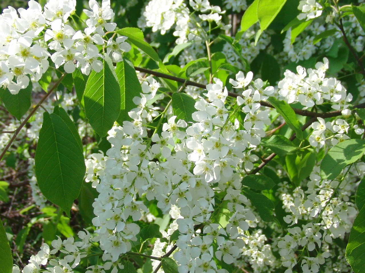 bird-cherry tree bloom tree free photo