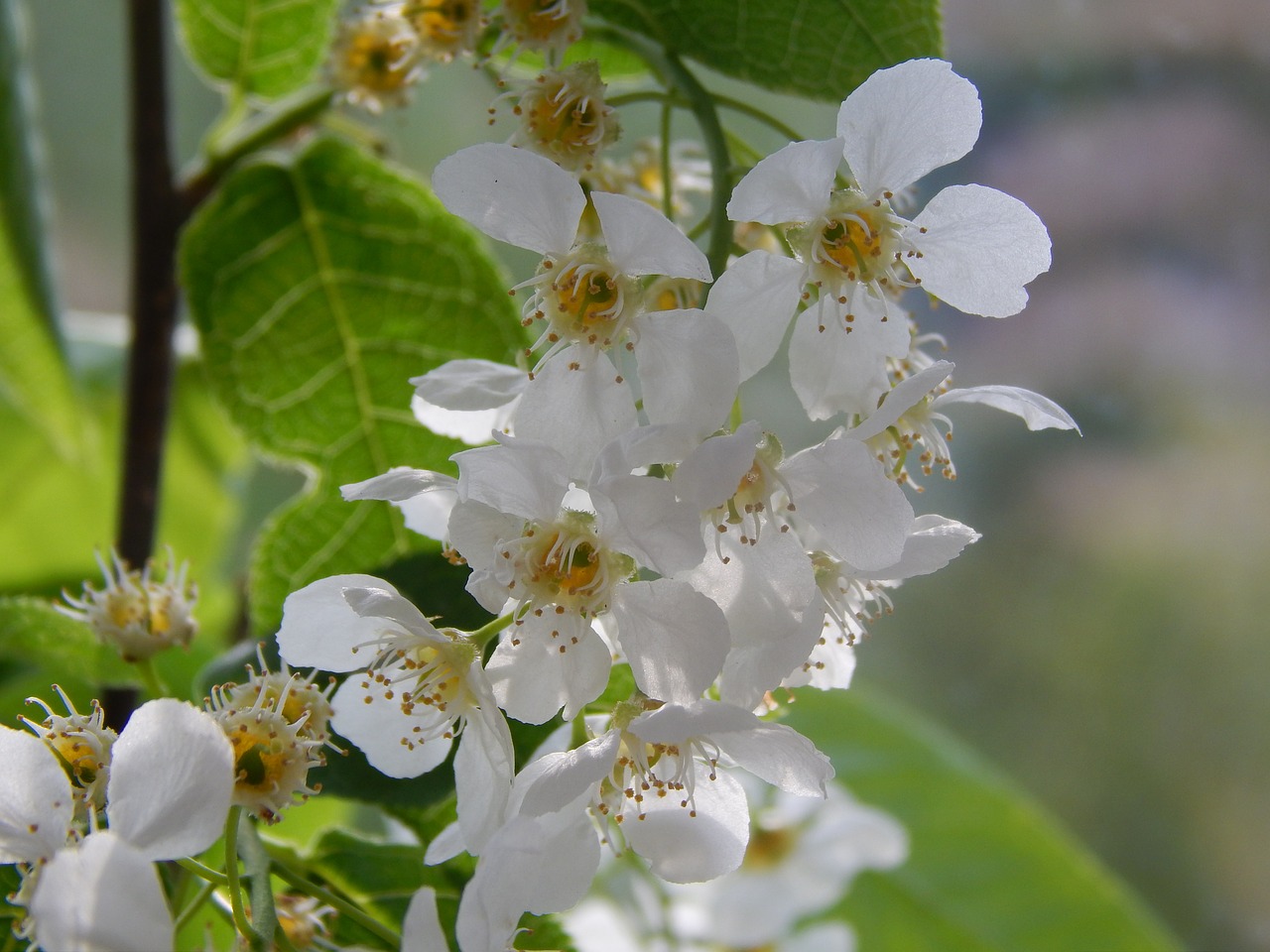 bird-cherry tree flowers greens free photo