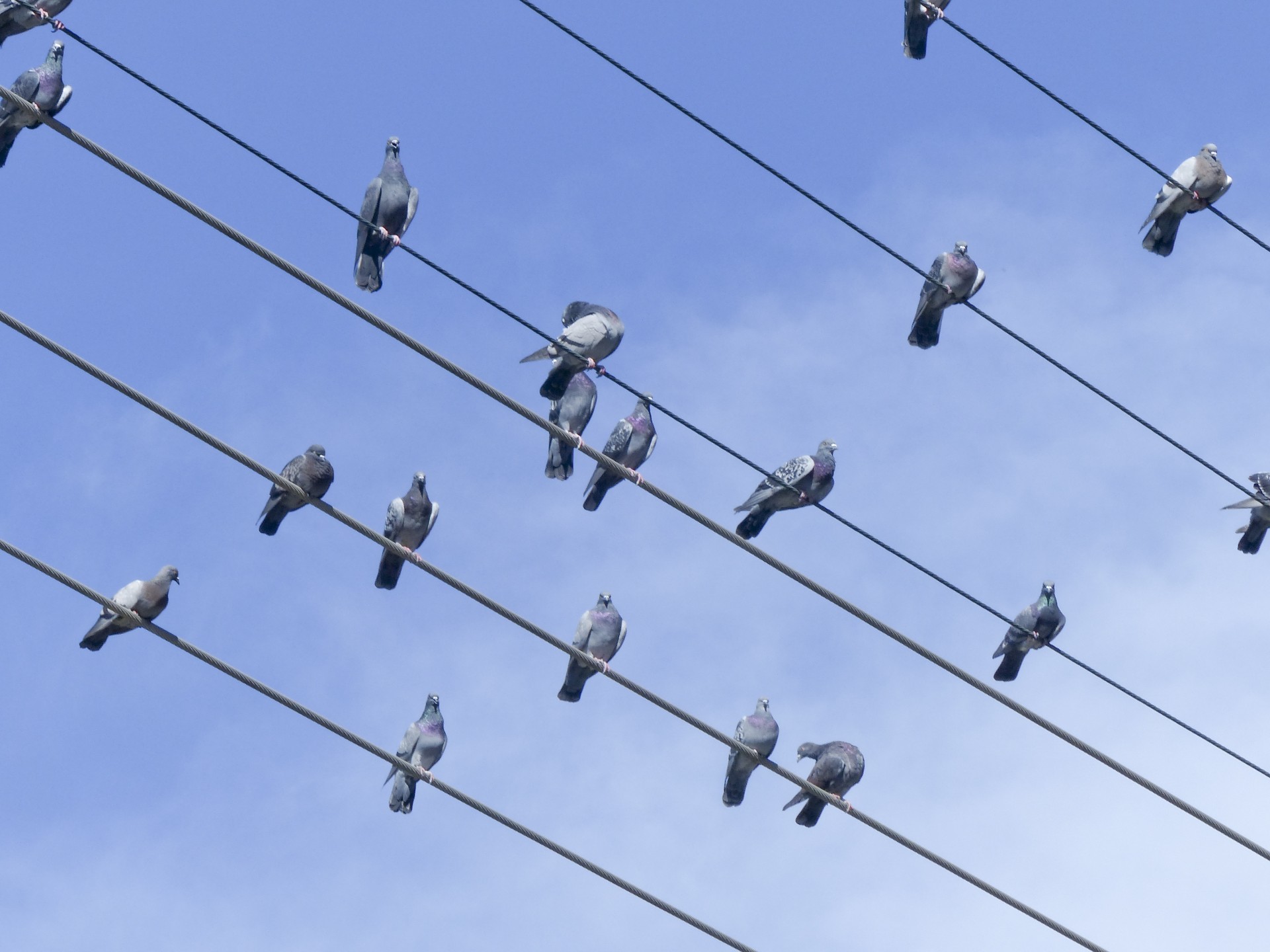 doves birds wire free photo