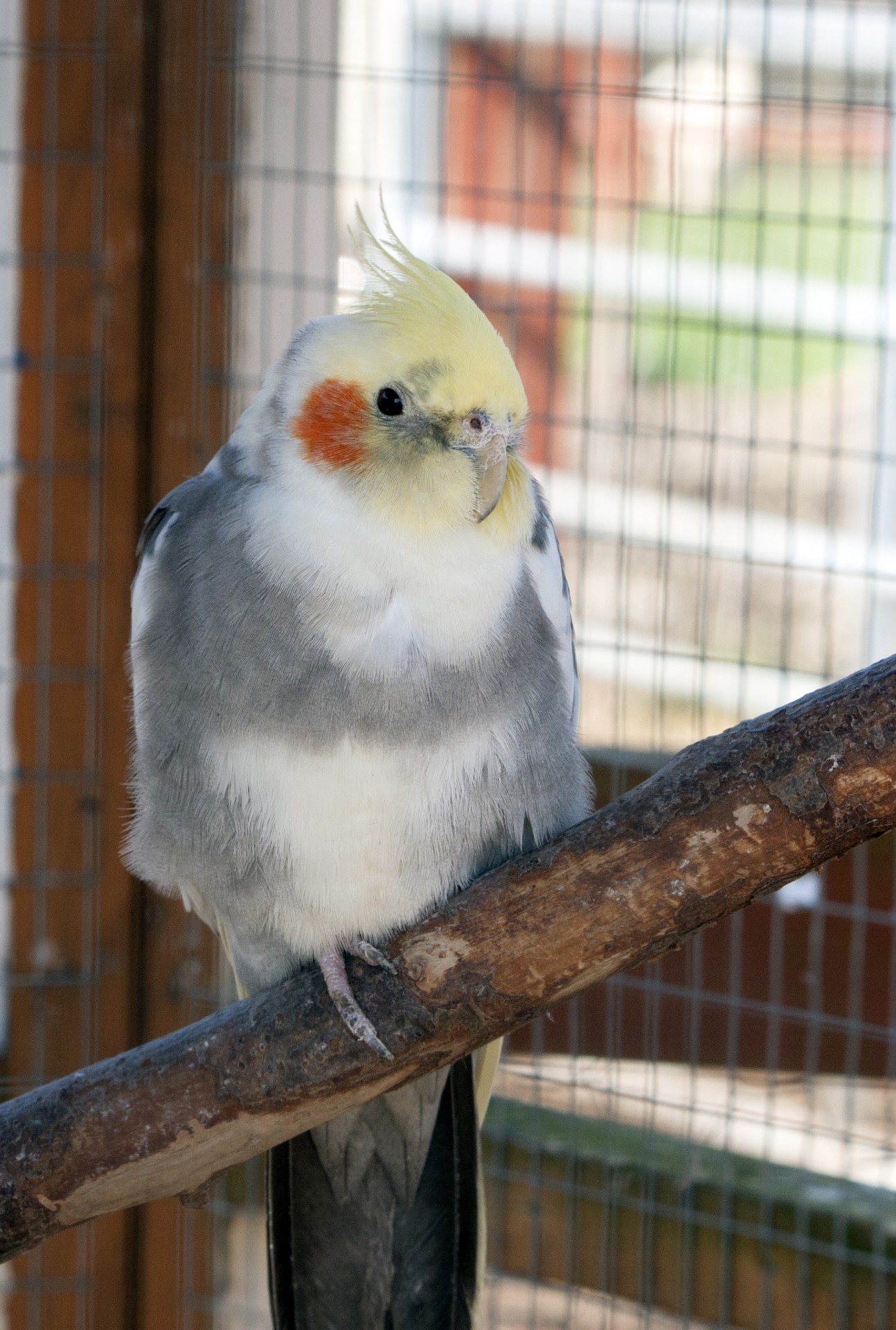 bird cockatiel animal free photo