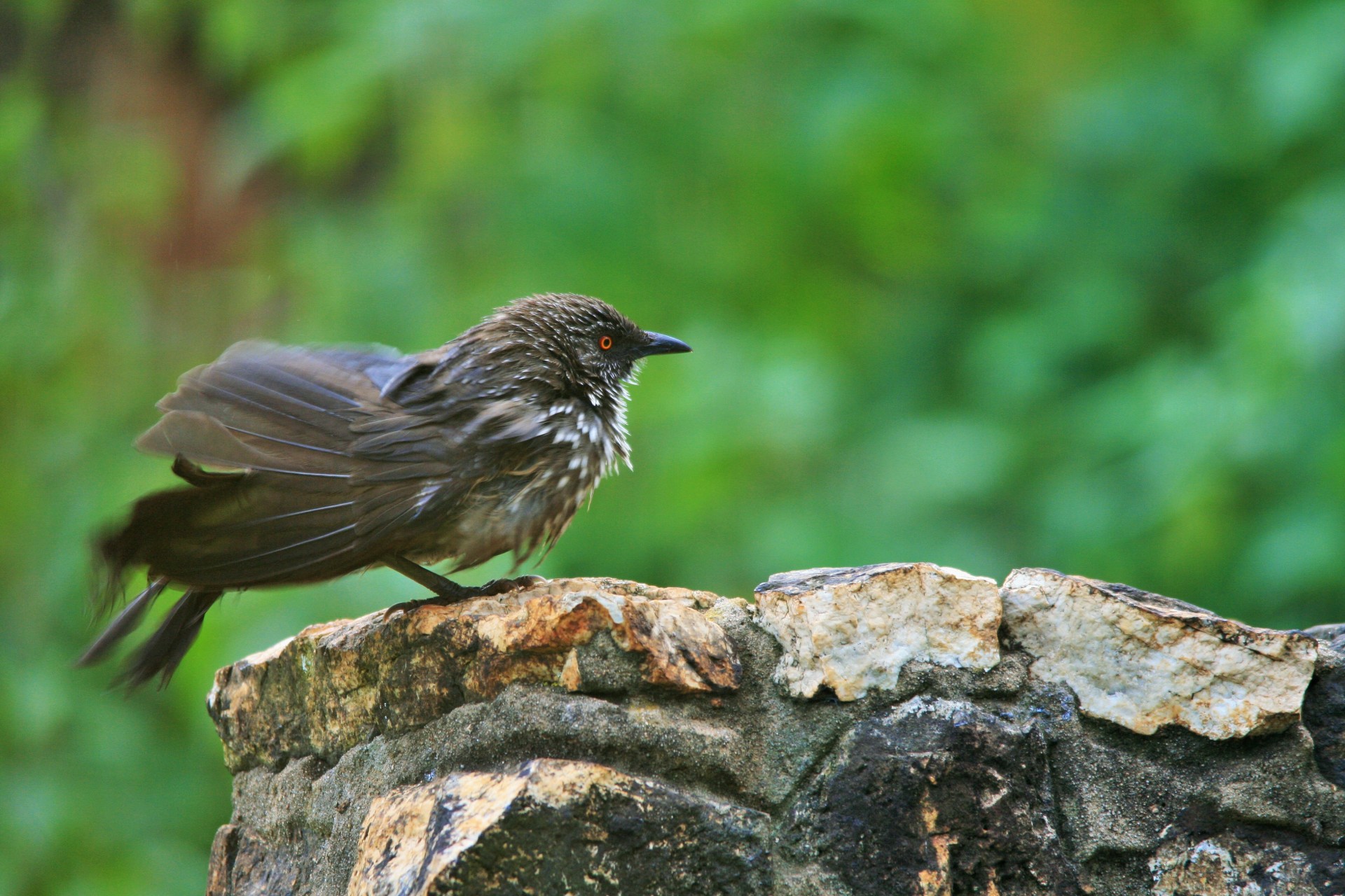 bird wet bath free photo