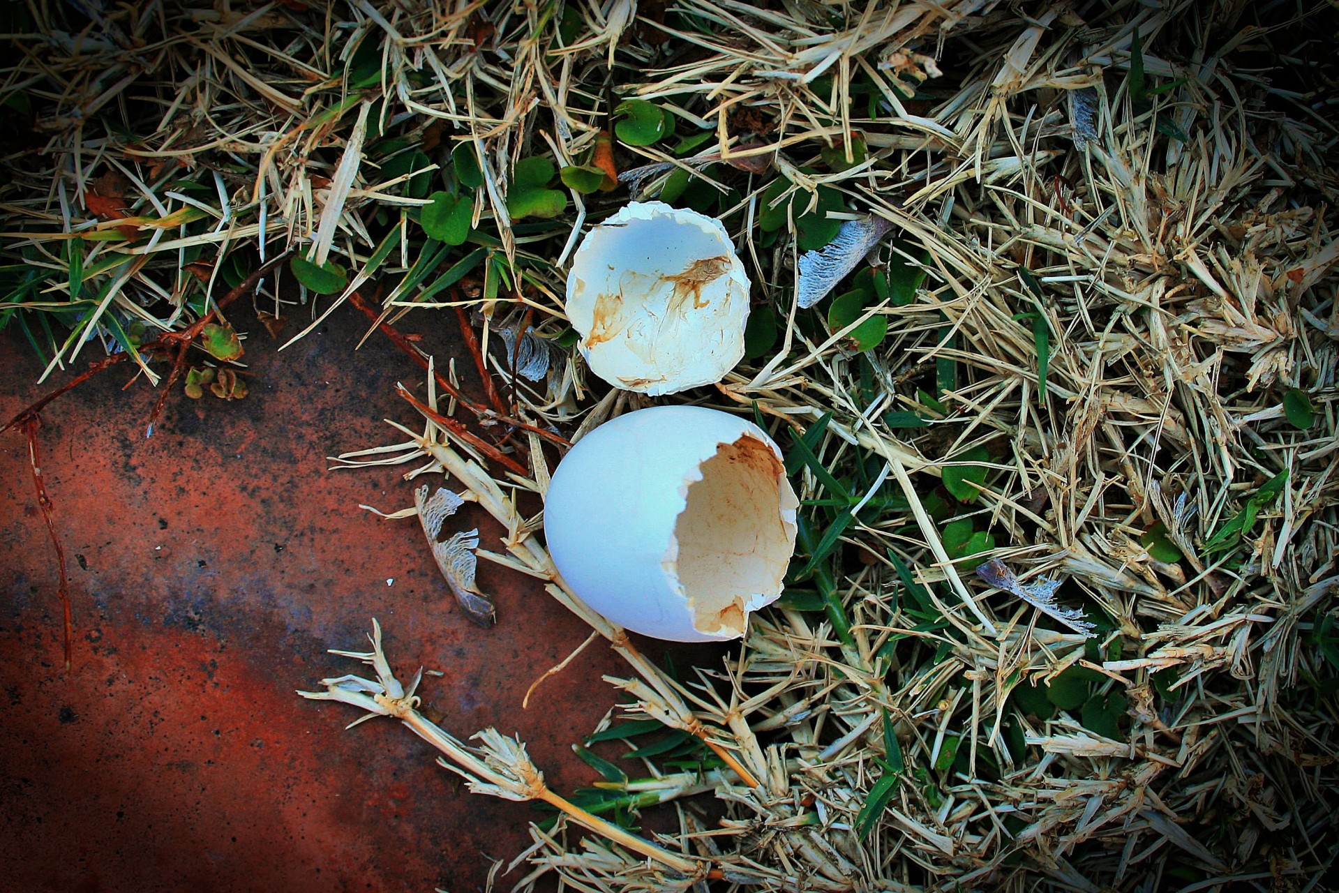 shell egg broken free photo