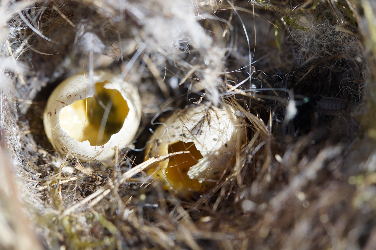 bird eggs nest robbers nest free photo