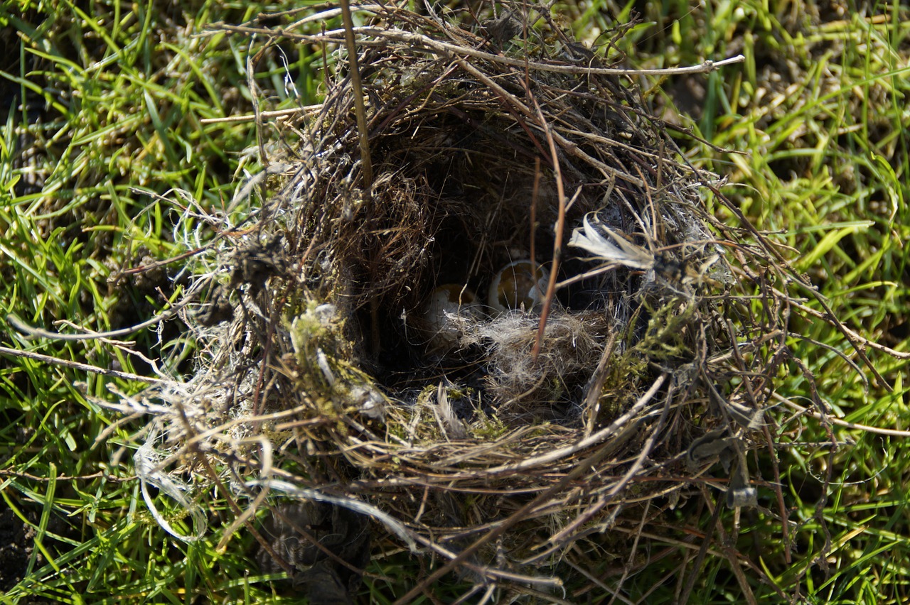 bird eggs nest robbers nest free photo
