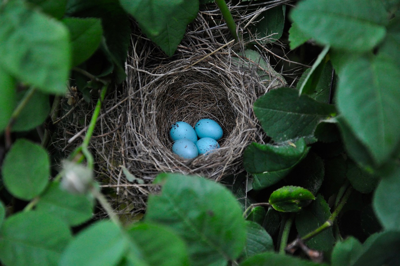 bird eggs  nest  nature free photo