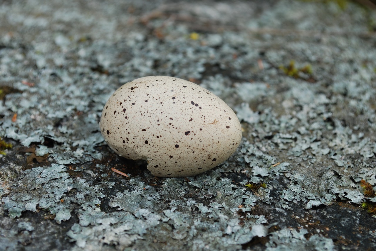 bird eggs lav eggshell free photo