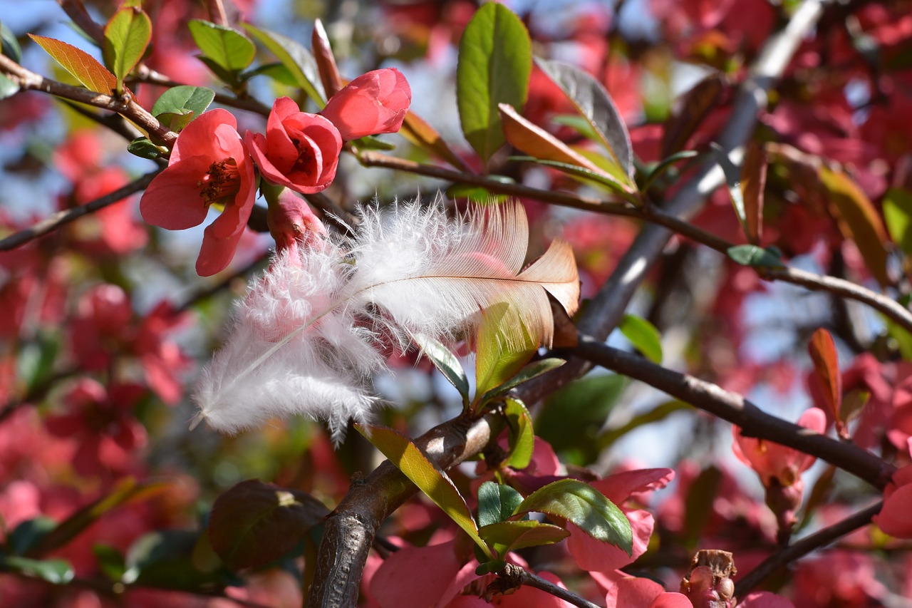 bird feather red flowers bush free photo