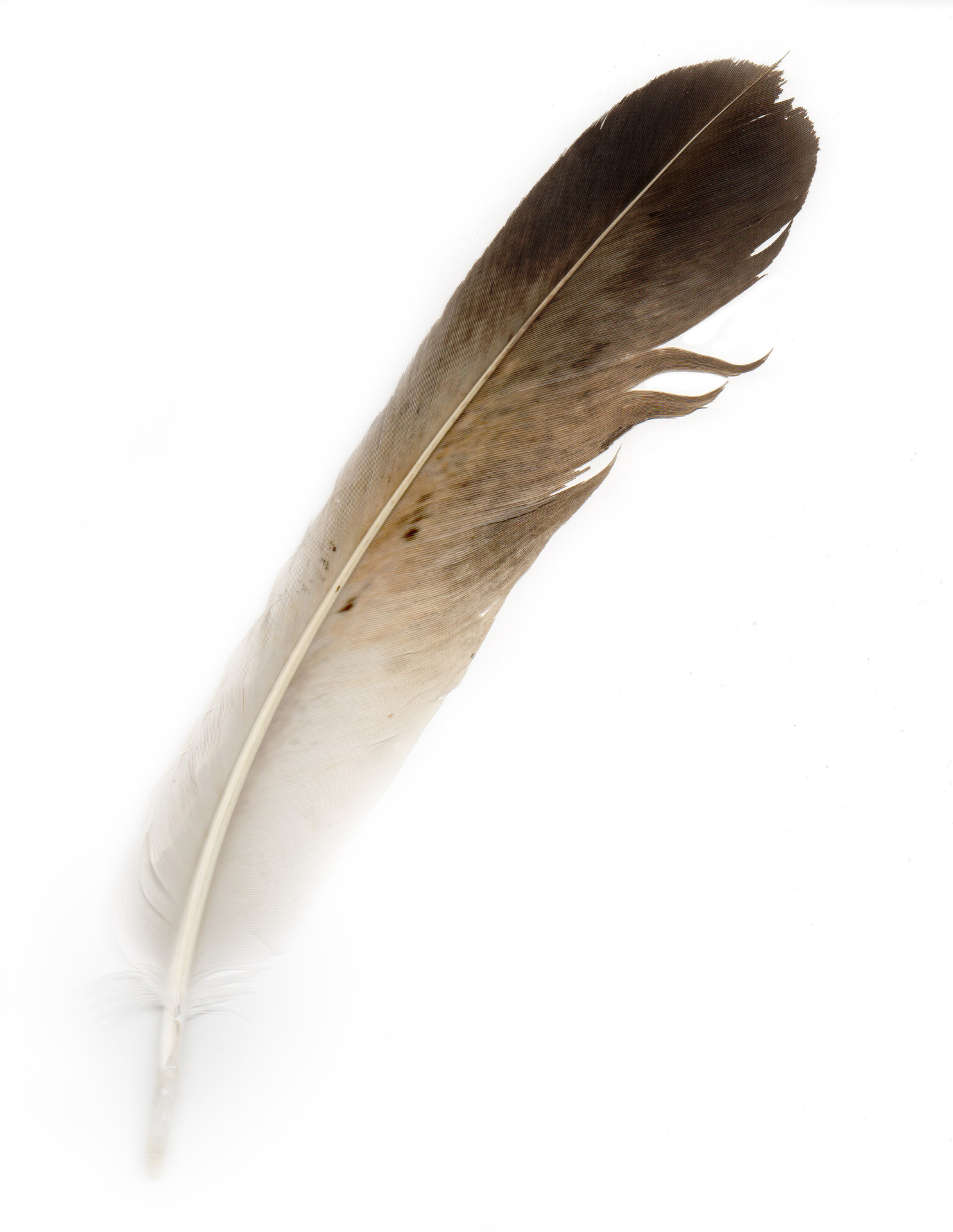 bird feather bird feather free photo