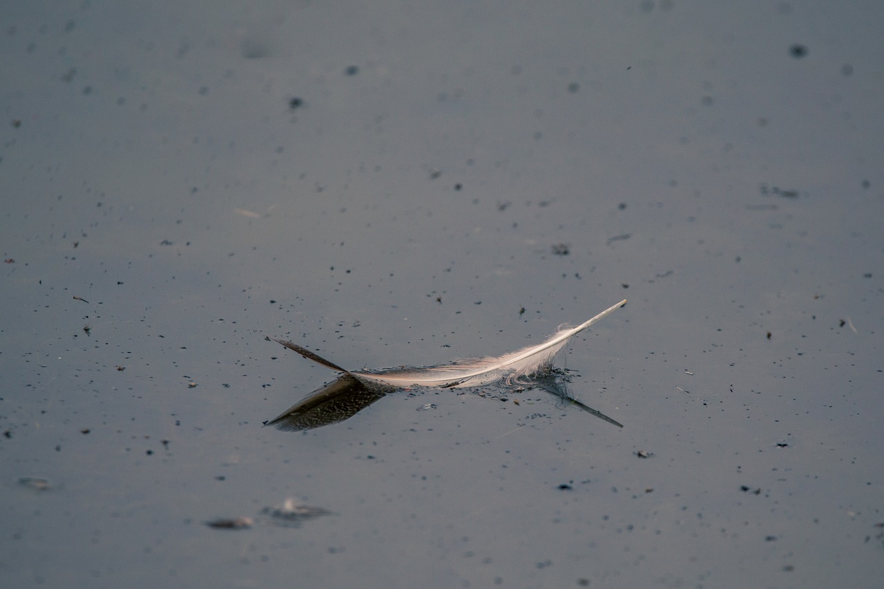 bird feather lost swim free photo