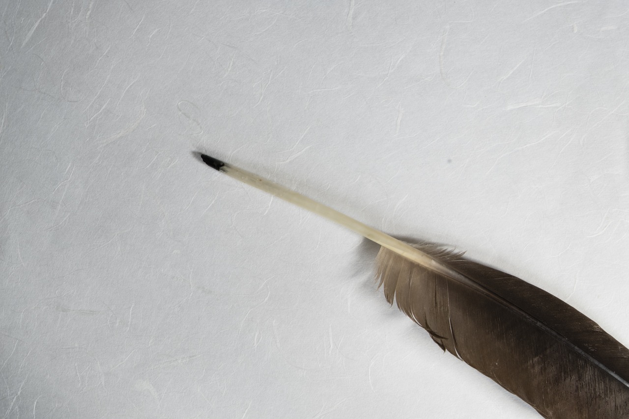 bird feather feather paper free photo