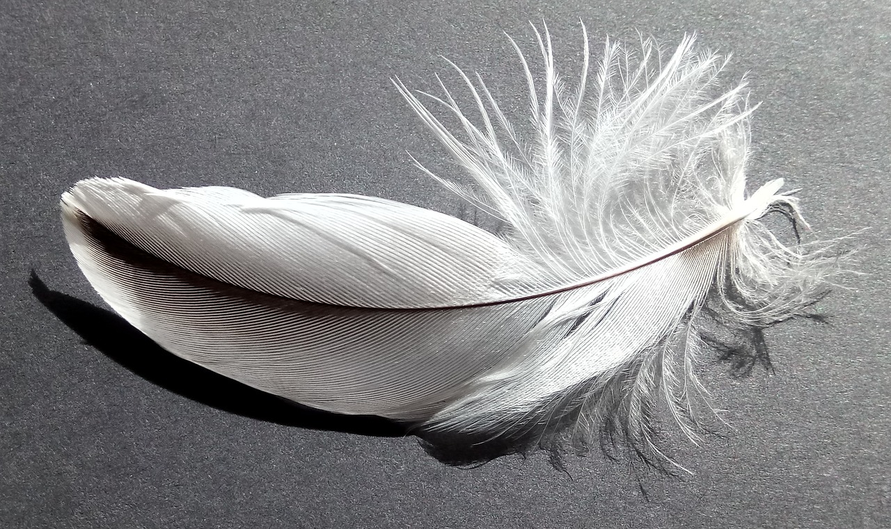 bird feather soft white free photo